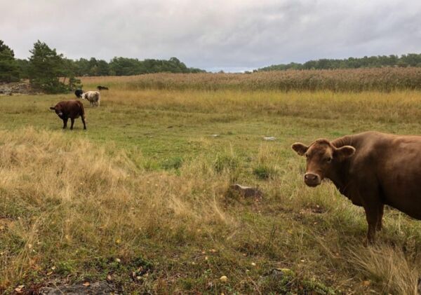 PHOTO: Nämdö Green Archipelago